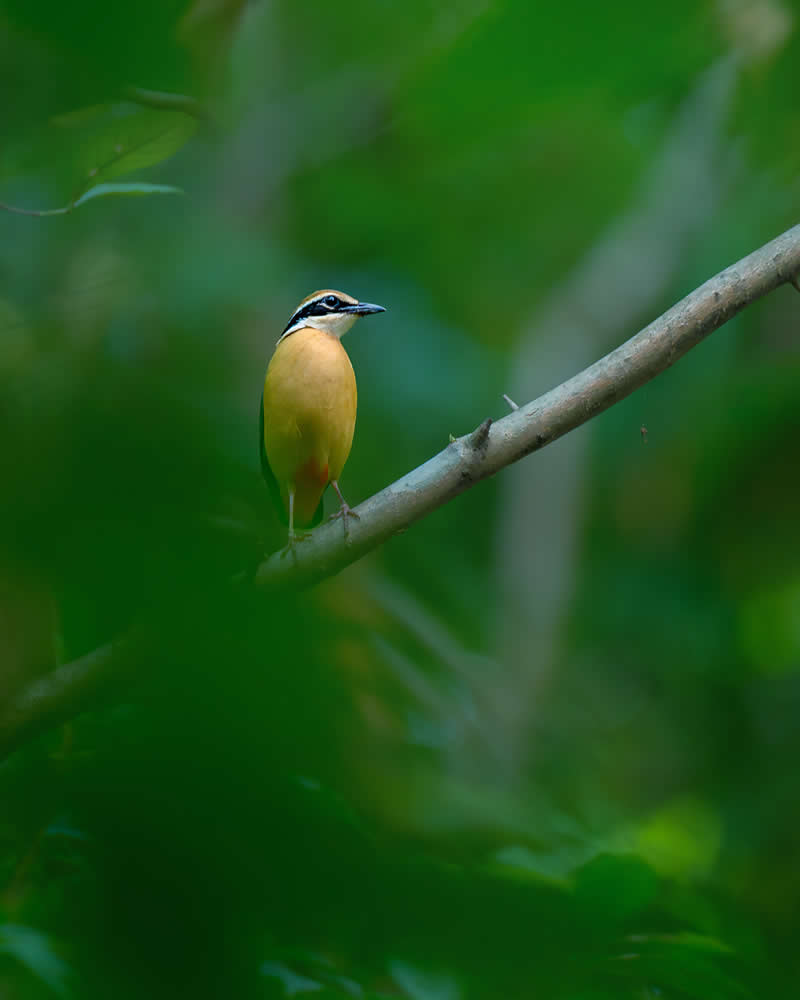 Indian Bird Photography by Jayanta Basak