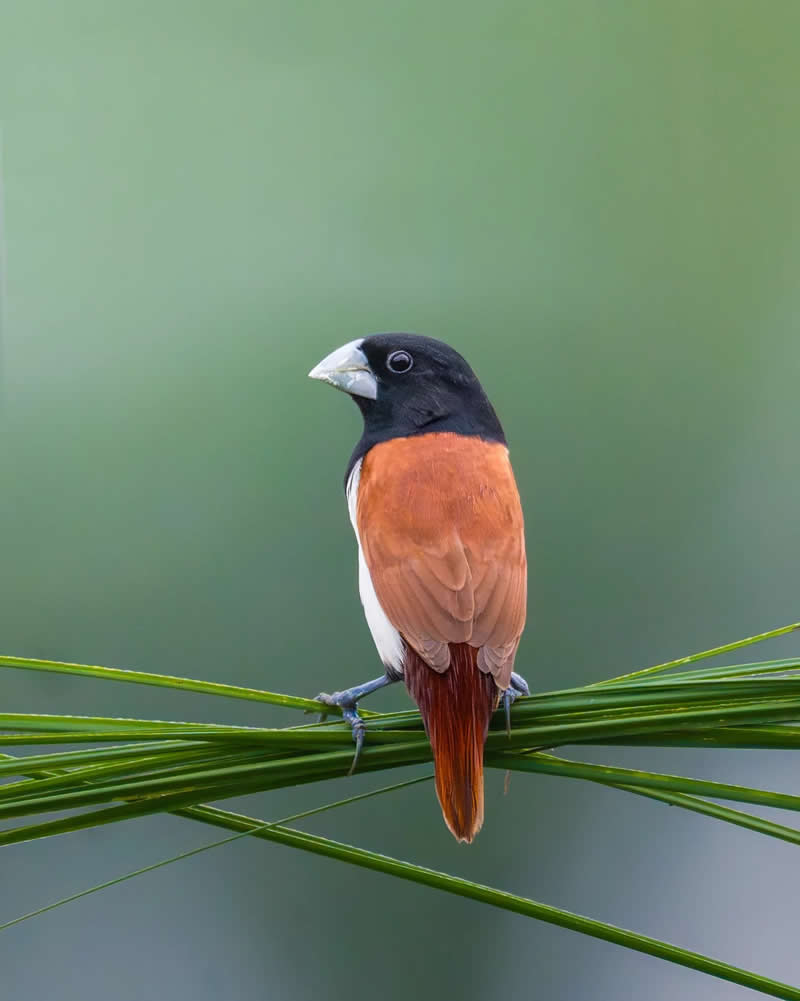 Indian Bird Photography by Jayanta Basak