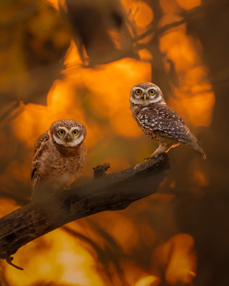 Indian Bird Photography by Jayanta Basak