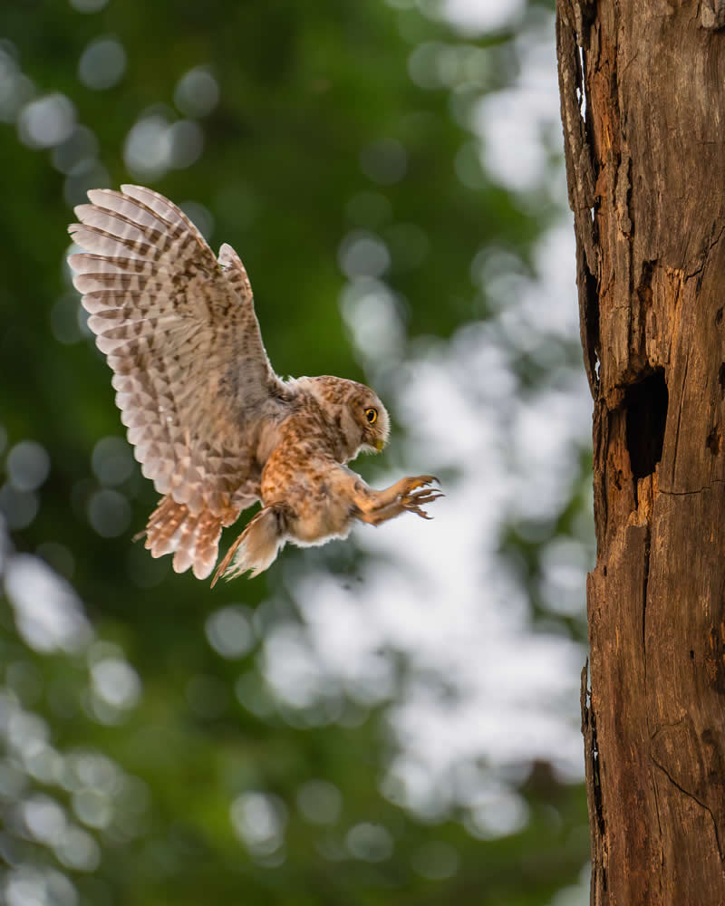 Indian Bird Photography by Jayanta Basak
