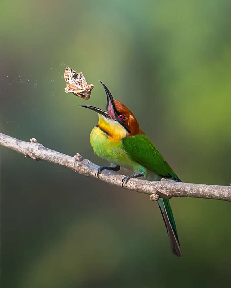 Indian Bird Photography by Jayanta Basak