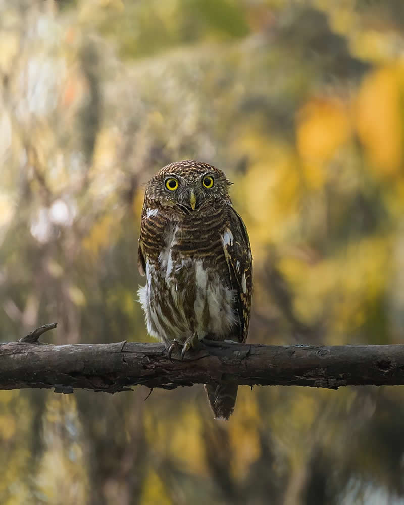 Indian Bird Photography by Jayanta Basak