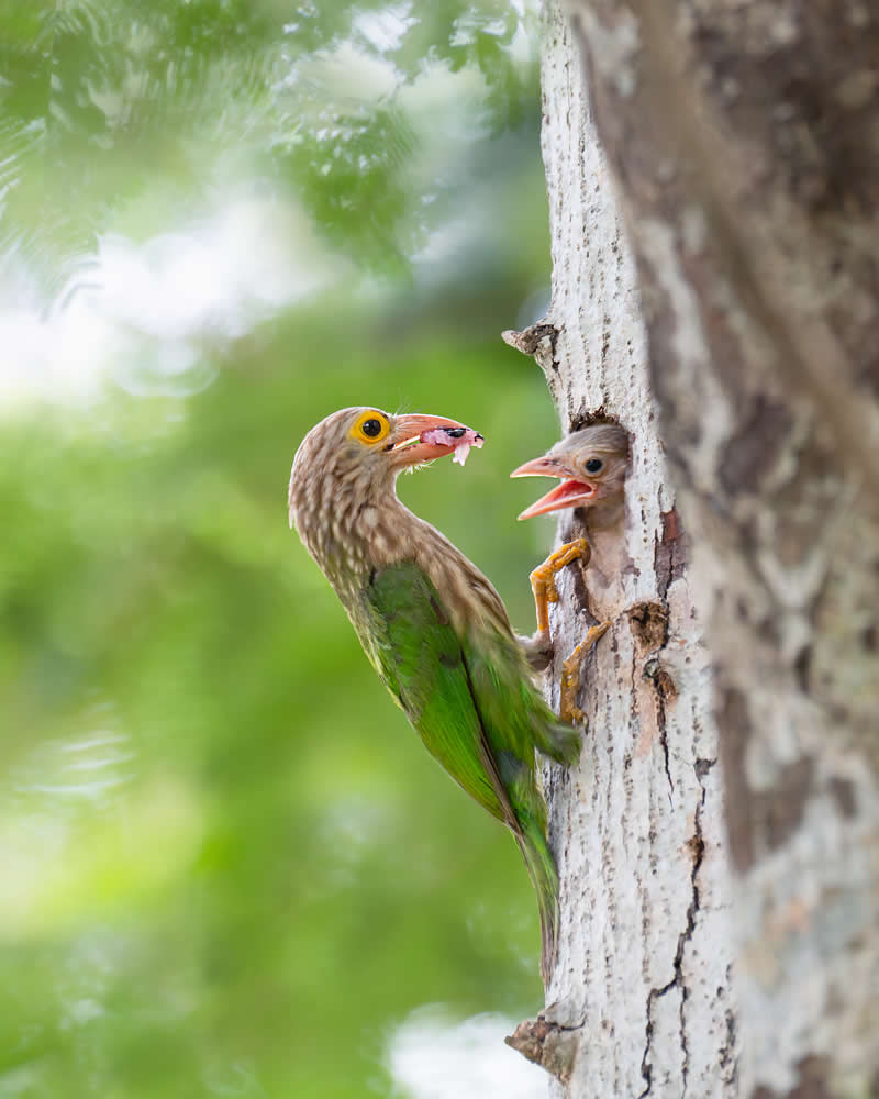 Indian Bird Photography by Jayanta Basak