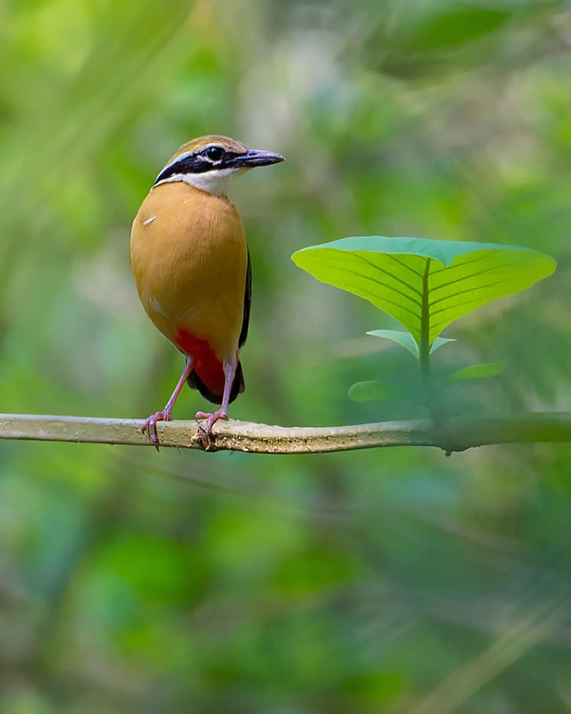 Indian Bird Photography by Jayanta Basak