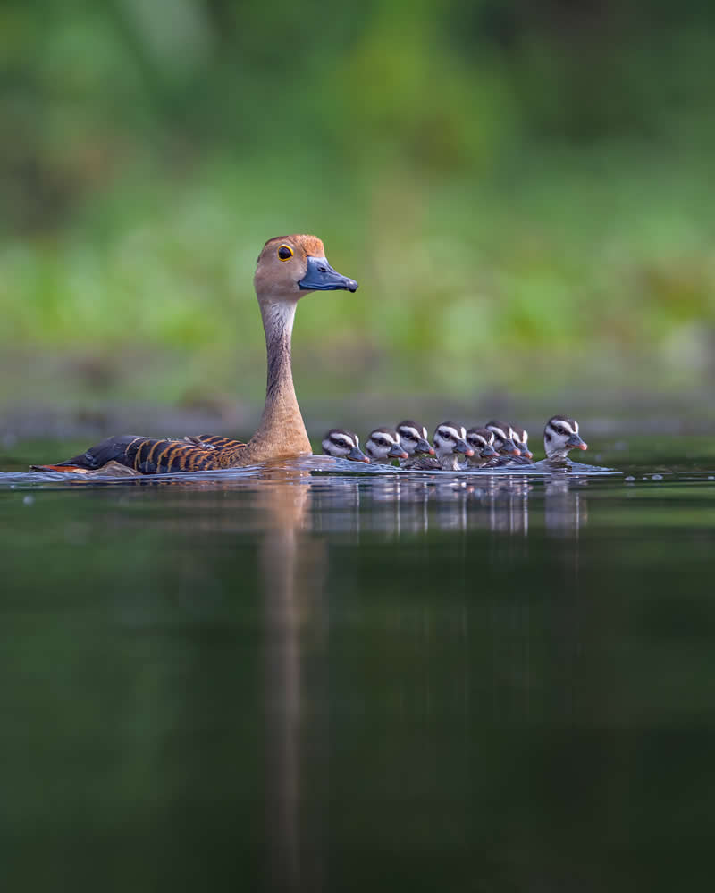 Indian Bird Photography by Jayanta Basak