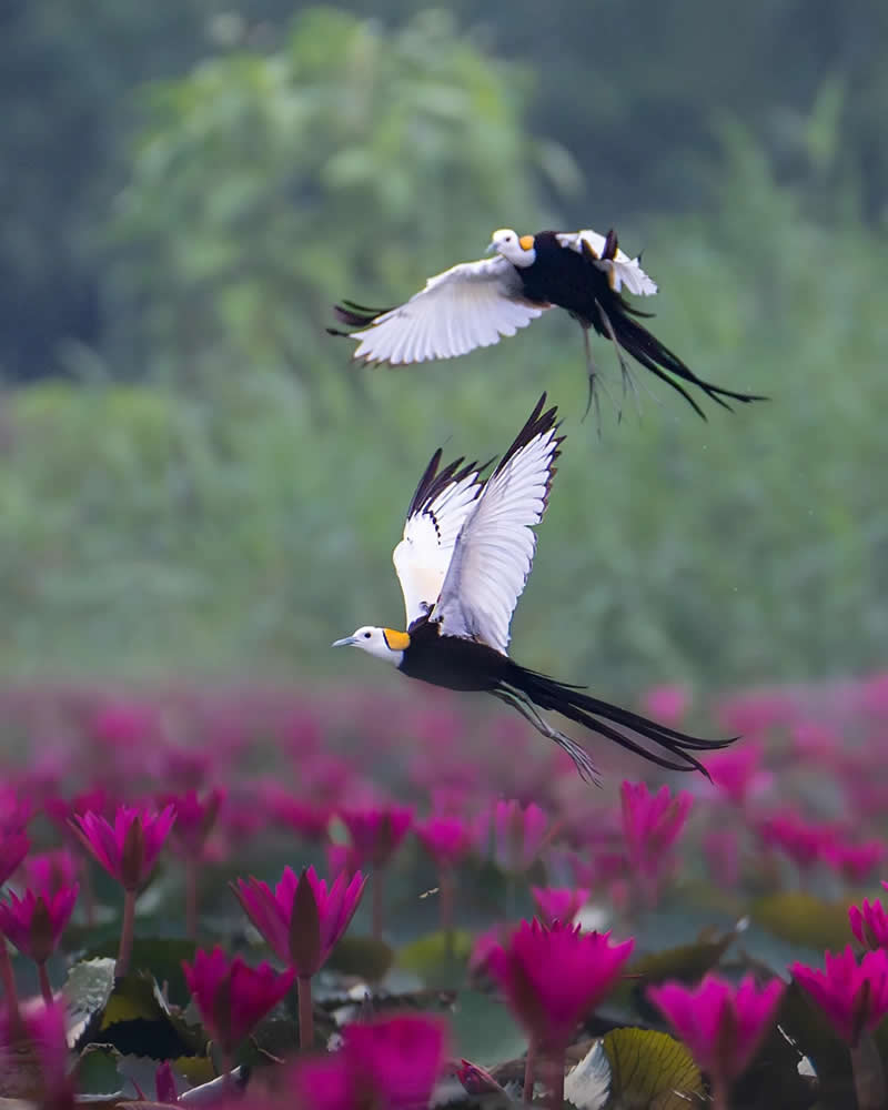 Indian Bird Photography by Jayanta Basak