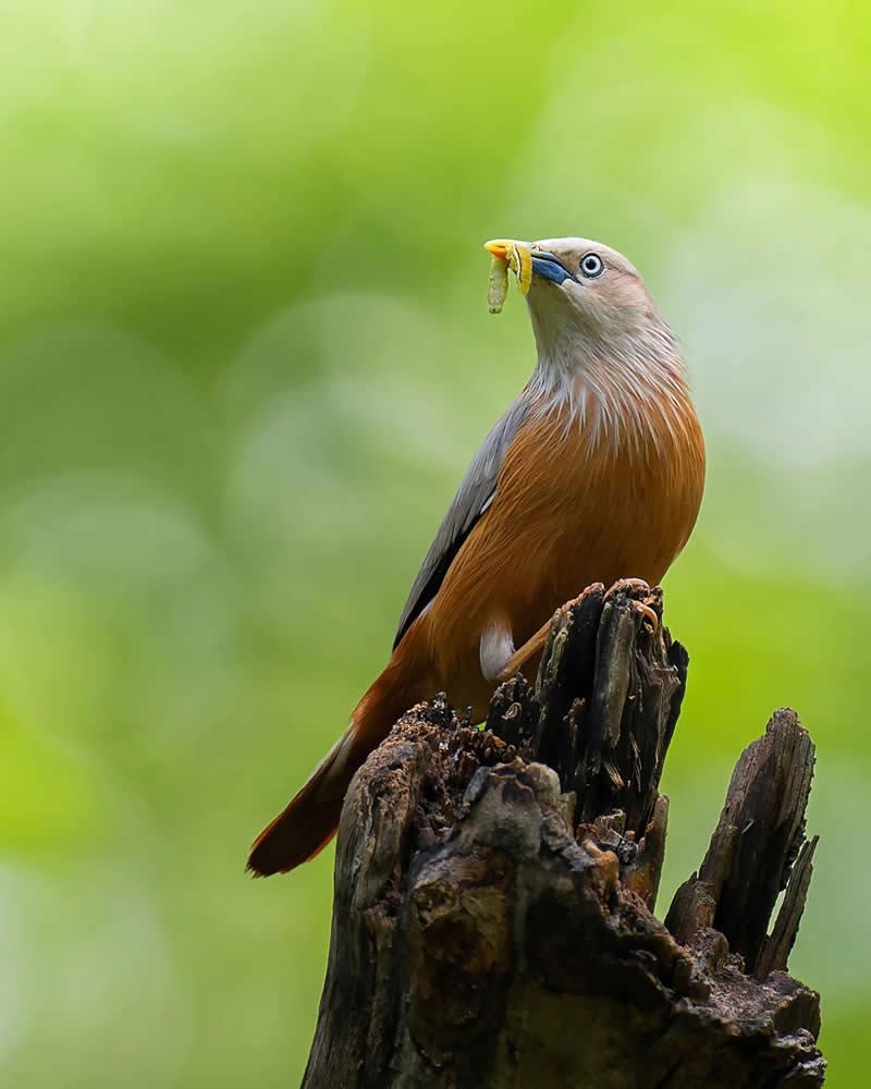 Indian Bird Photography by Jayanta Basak