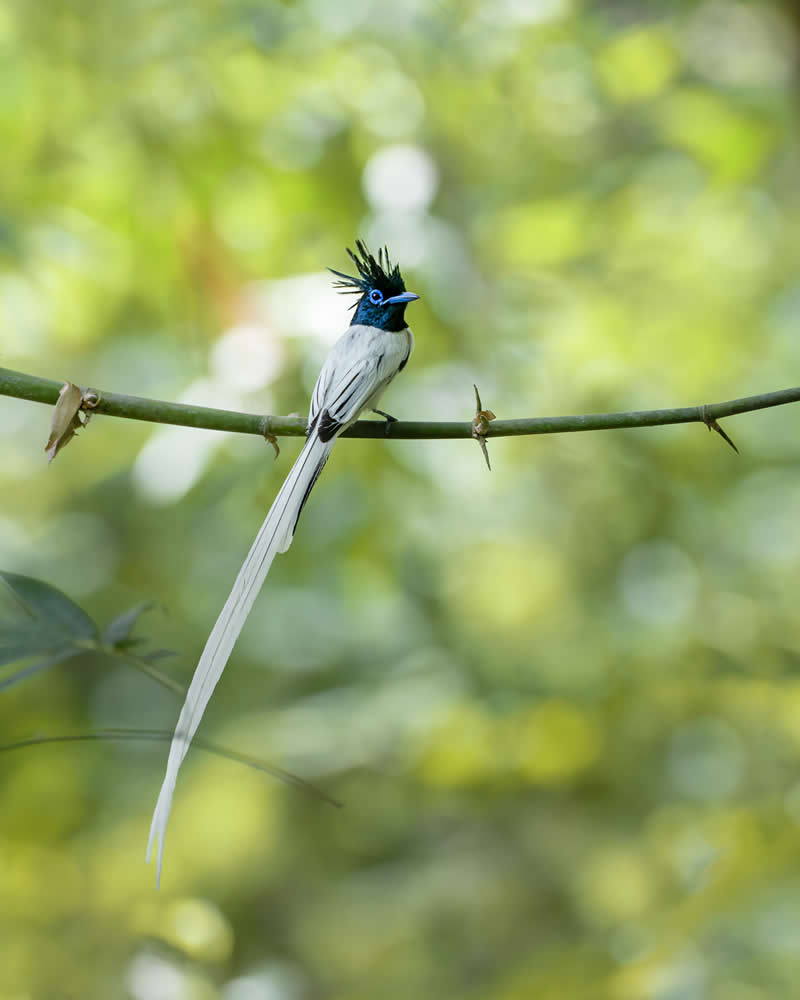 Indian Bird Photography by Jayanta Basak