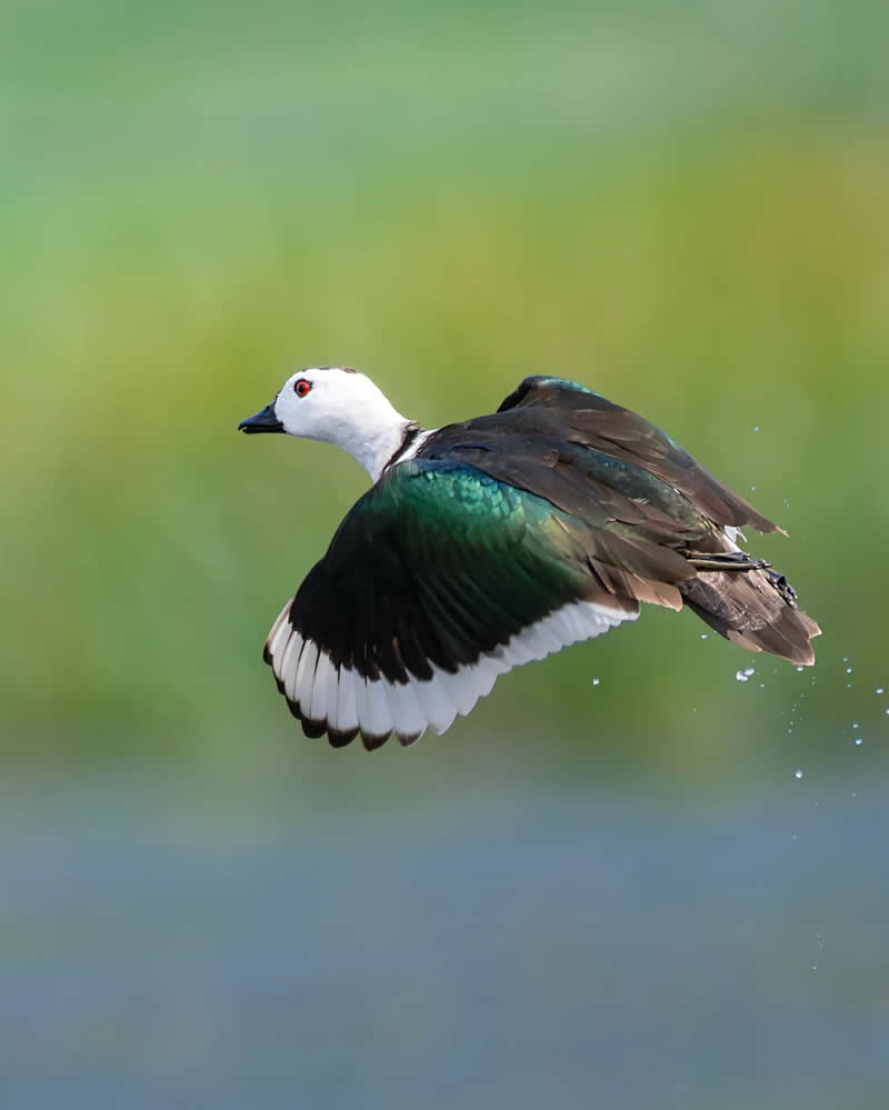 Indian Bird Photography by Jayanta Basak