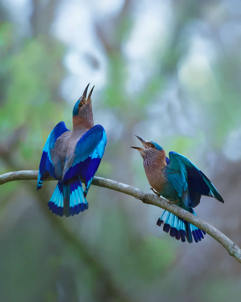 Indian Bird Photography by Jayanta Basak