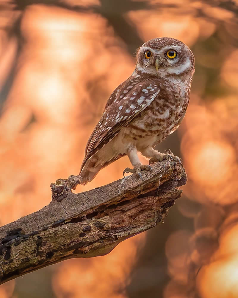 Indian Bird Photography by Jayanta Basak