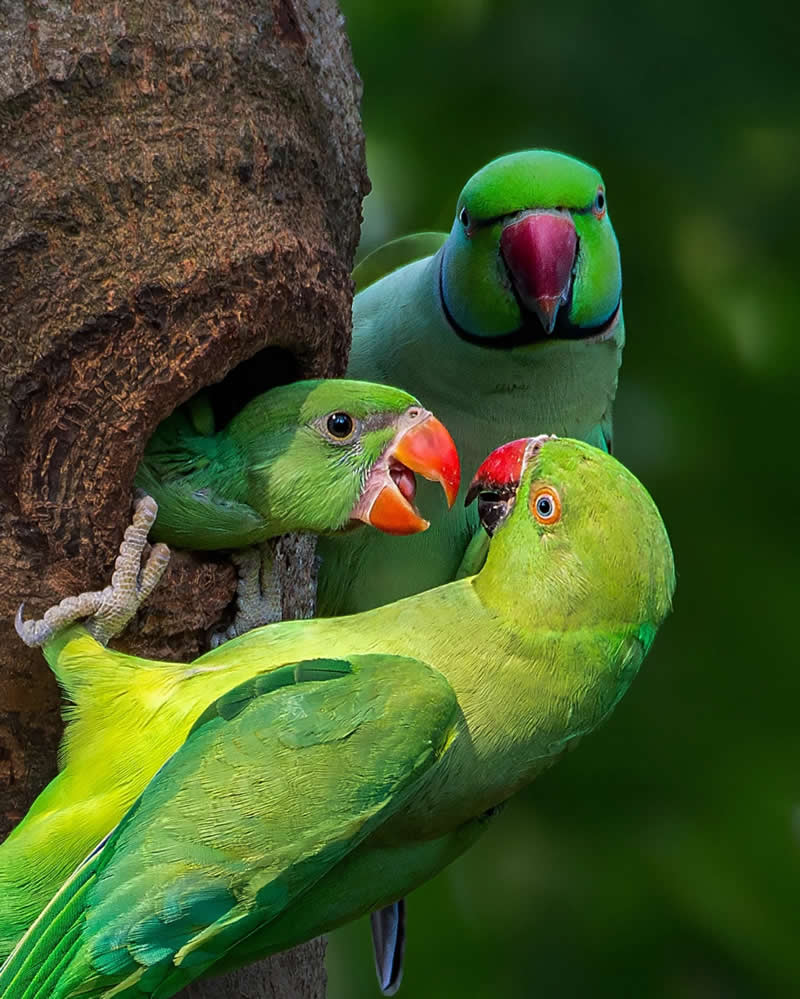Indian Bird Photography by Jayanta Basak