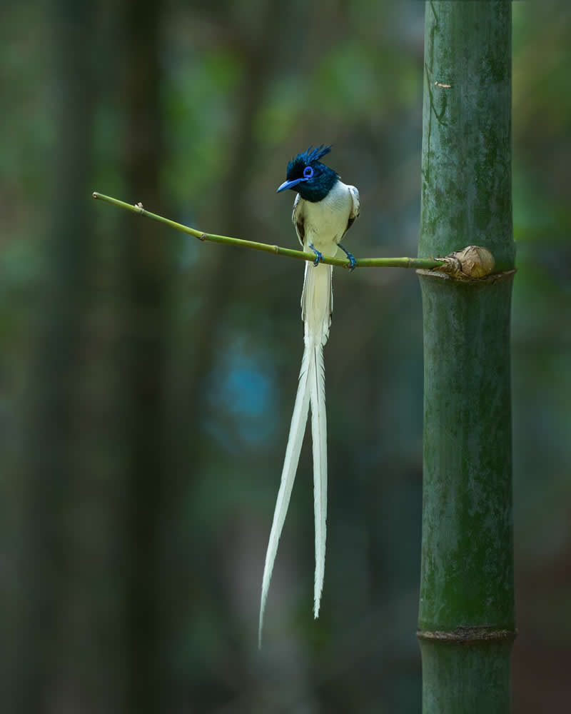 Indian Bird Photography by Jayanta Basak