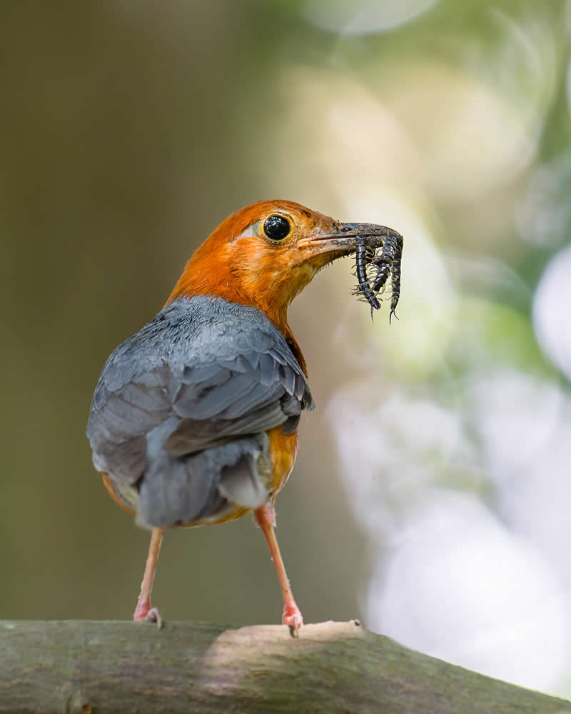 Indian Bird Photography by Jayanta Basak
