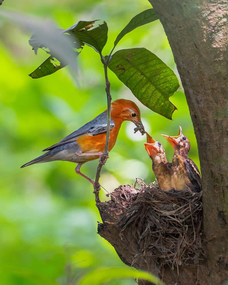Indian Bird Photography by Jayanta Basak