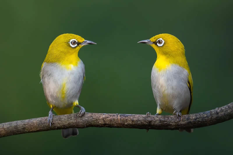 Indian Bird Photography by Jayanta Basak