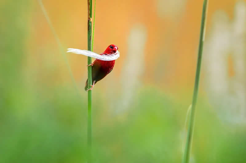 Indian Bird Photography by Jayanta Basak