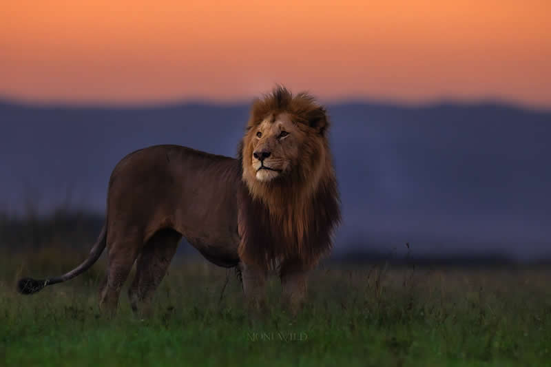 Amazing Wildlife Photography by Moni Mehaboob