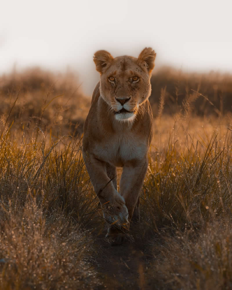 Amazing Wildlife Photography by Moni Mehaboob