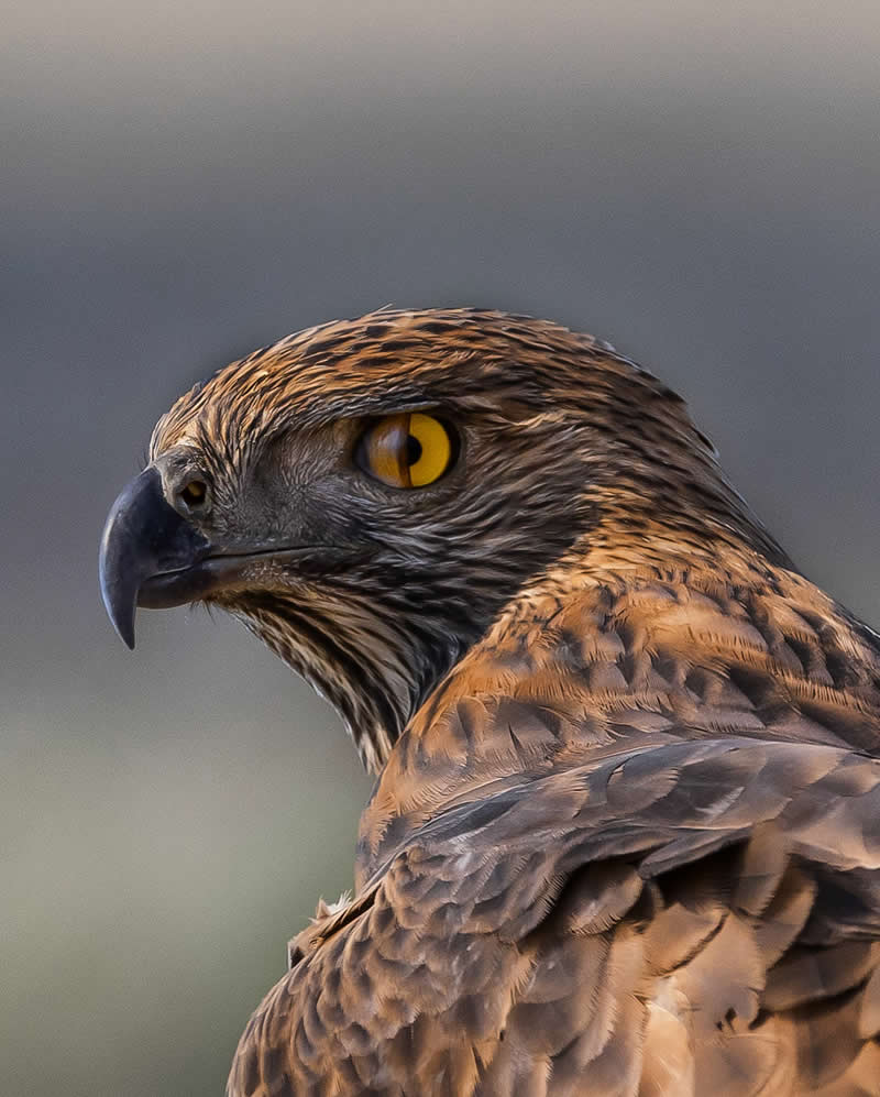 Amazing Wildlife Photography by Moni Mehaboob