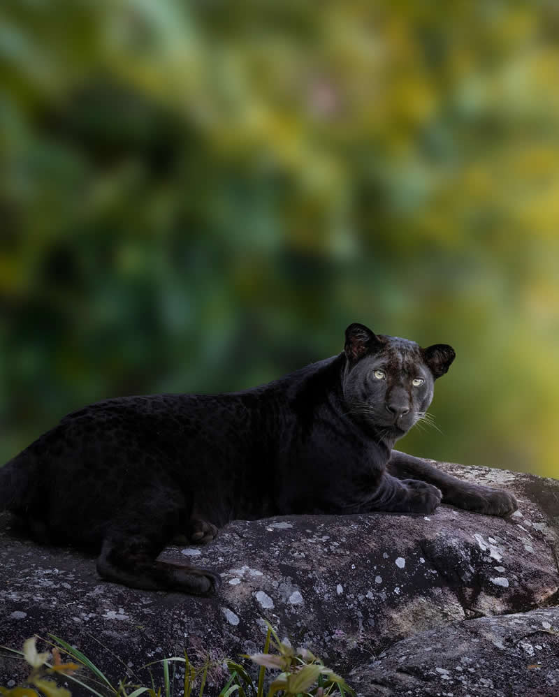 Amazing Wildlife Photography by Moni Mehaboob