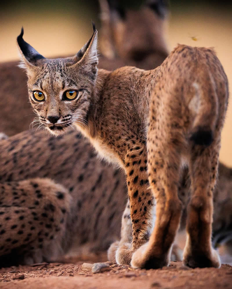 Amazing Wildlife Photography by Moni Mehaboob