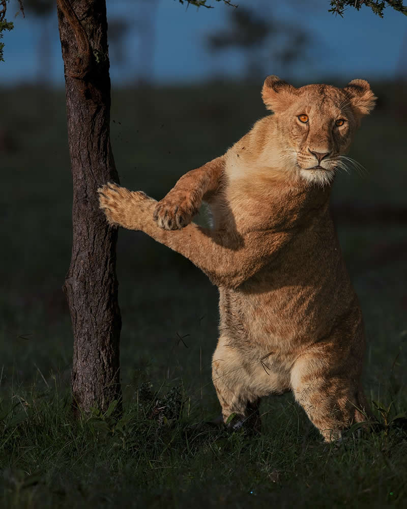 Amazing Wildlife Photography by Moni Mehaboob