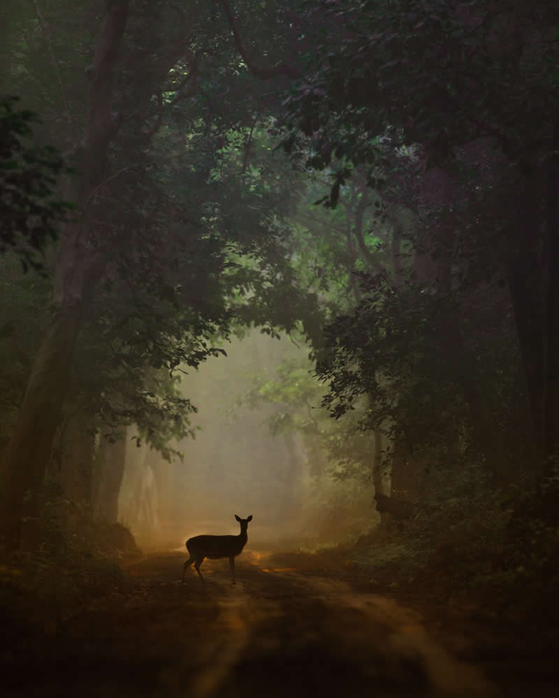 Amazing Wildlife Photography by Moni Mehaboob