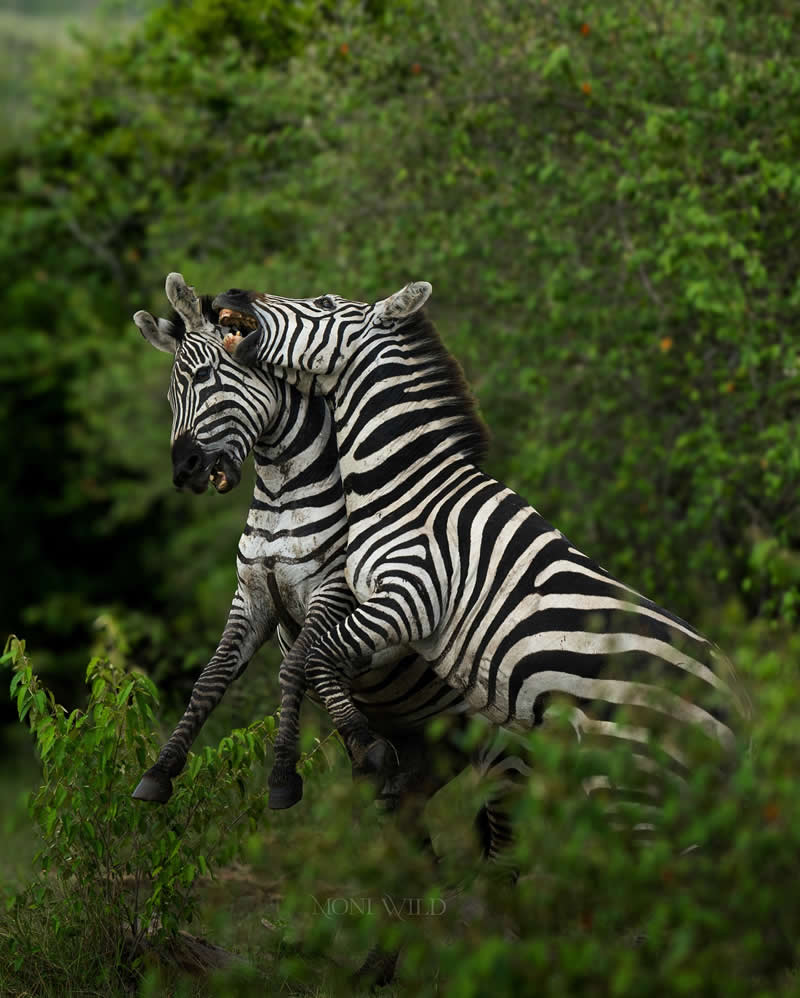 Amazing Wildlife Photography by Moni Mehaboob