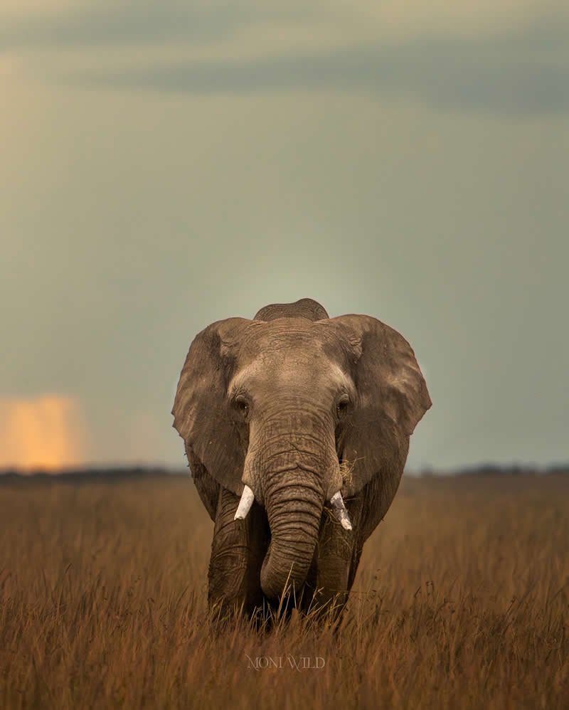 Amazing Wildlife Photography by Moni Mehaboob