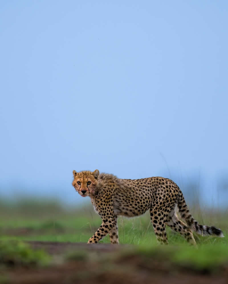 Amazing Wildlife Photography by Moni Mehaboob