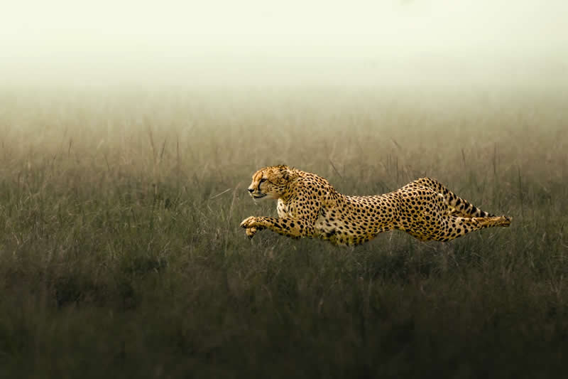 Amazing Wildlife Photography by Moni Mehaboob