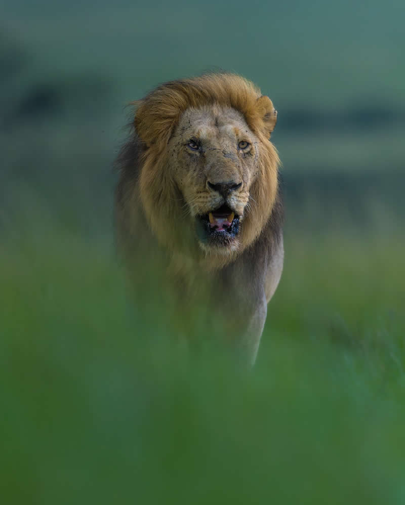 Amazing Wildlife Photography by Moni Mehaboob