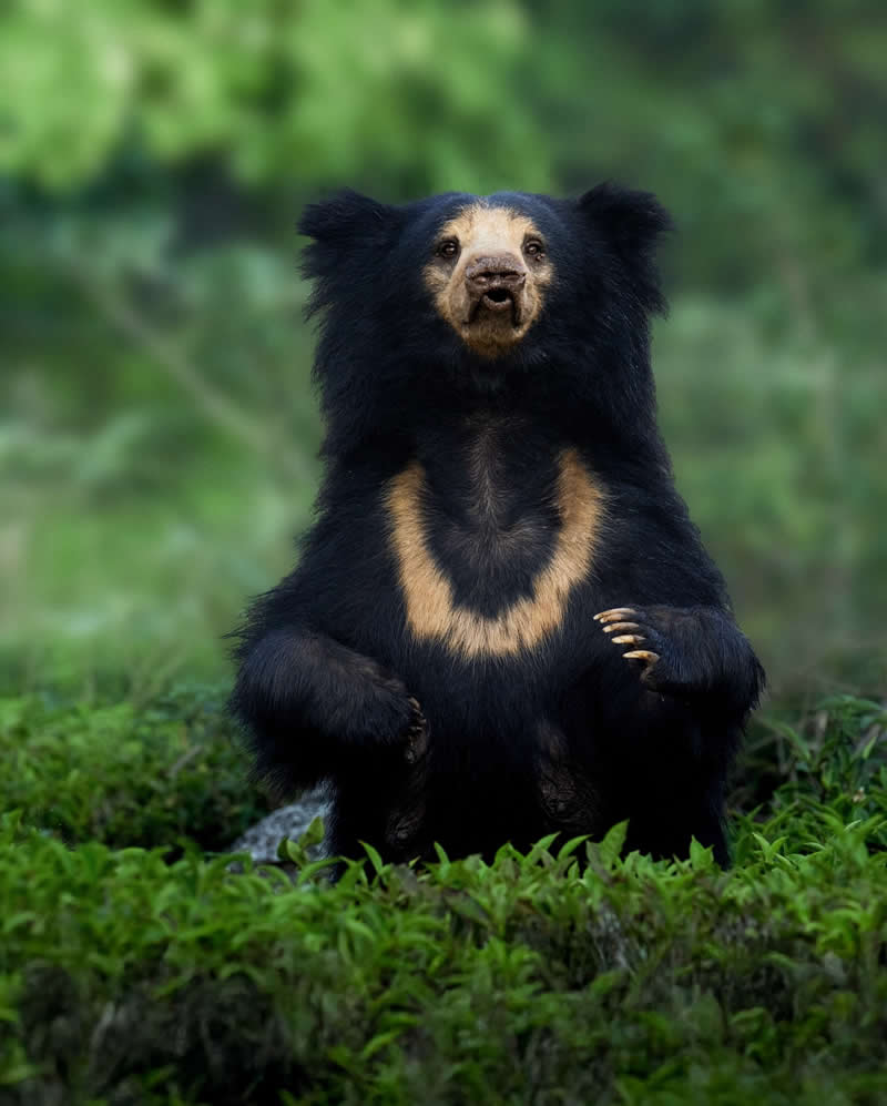 Amazing Wildlife Photography by Moni Mehaboob