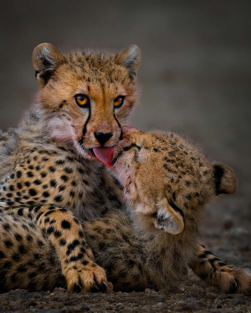 Amazing Wildlife Photography by Moni Mehaboob