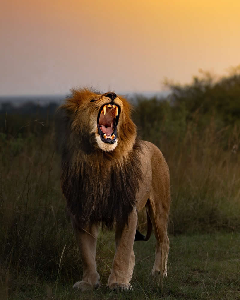 Amazing Wildlife Photography by Moni Mehaboob