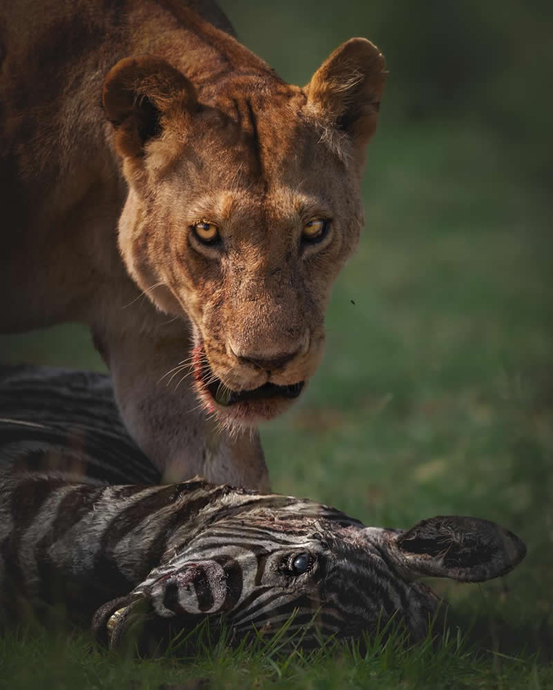 Amazing Wildlife Photography by Moni Mehaboob