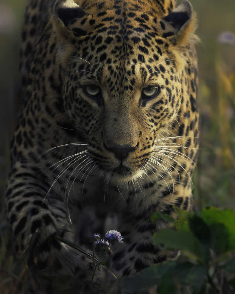 Amazing Wildlife Photography by Moni Mehaboob