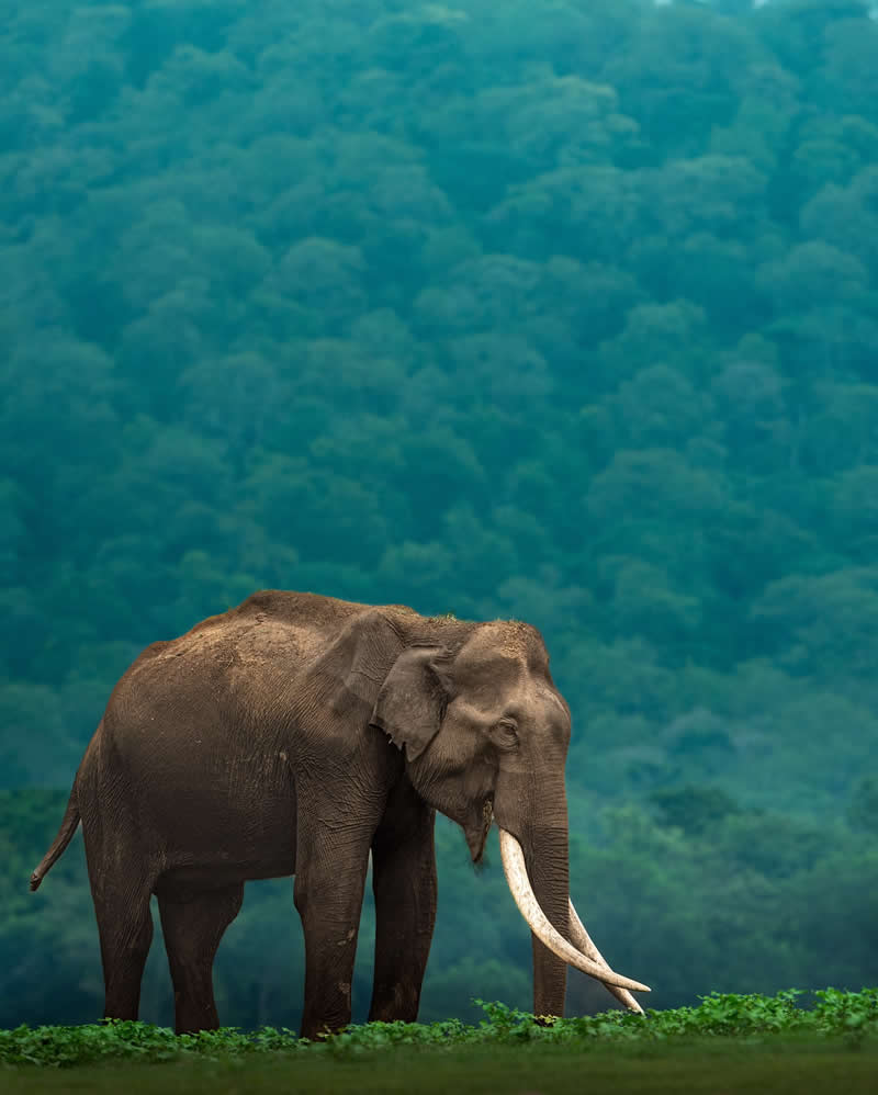 Amazing Wildlife Photography by Moni Mehaboob