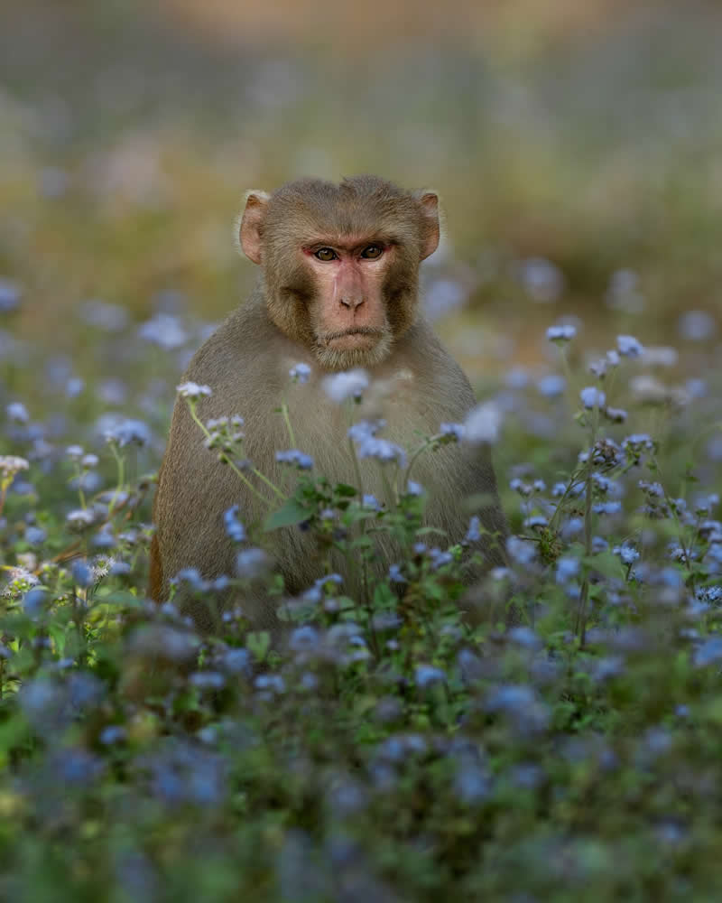 Amazing Wildlife Photography by Moni Mehaboob