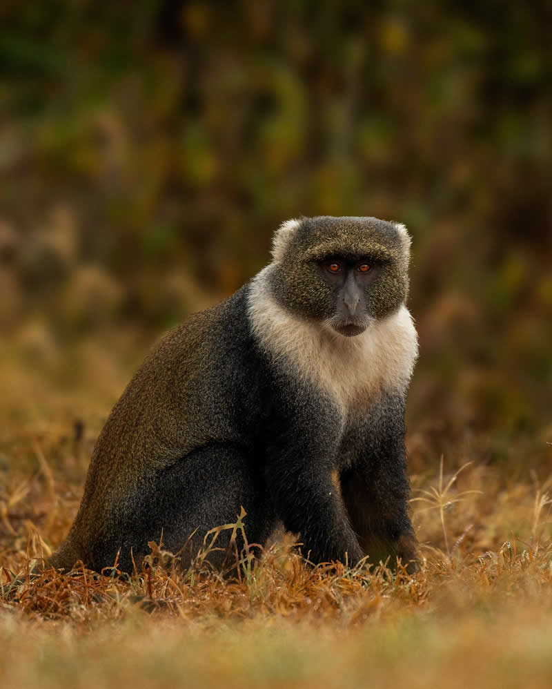 Amazing Wildlife Photography by Moni Mehaboob