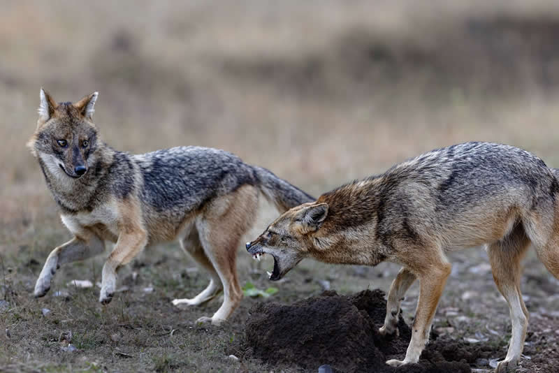 Amazing Wildlife Photography by Moni Mehaboob
