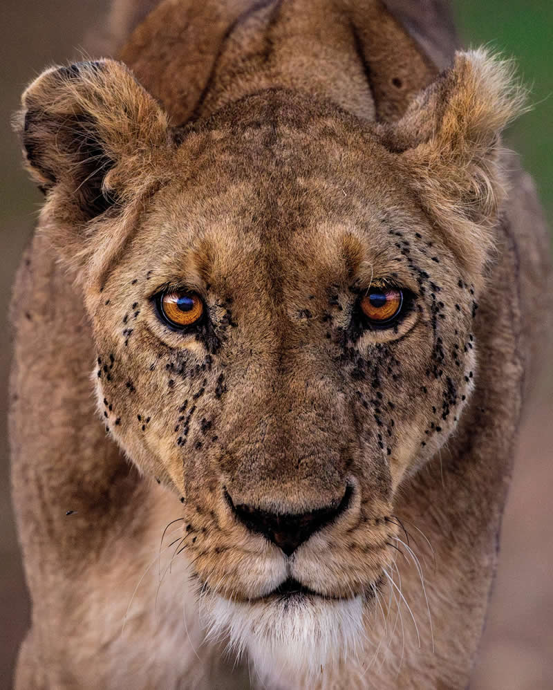 Amazing Wildlife Photography by Moni Mehaboob