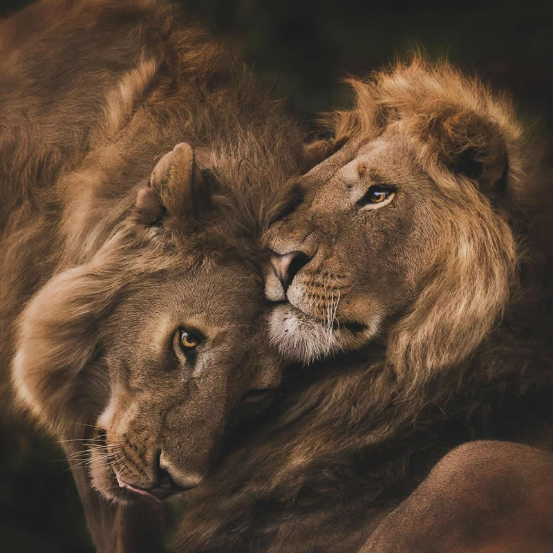 Amazing Wildlife Photography by Moni Mehaboob