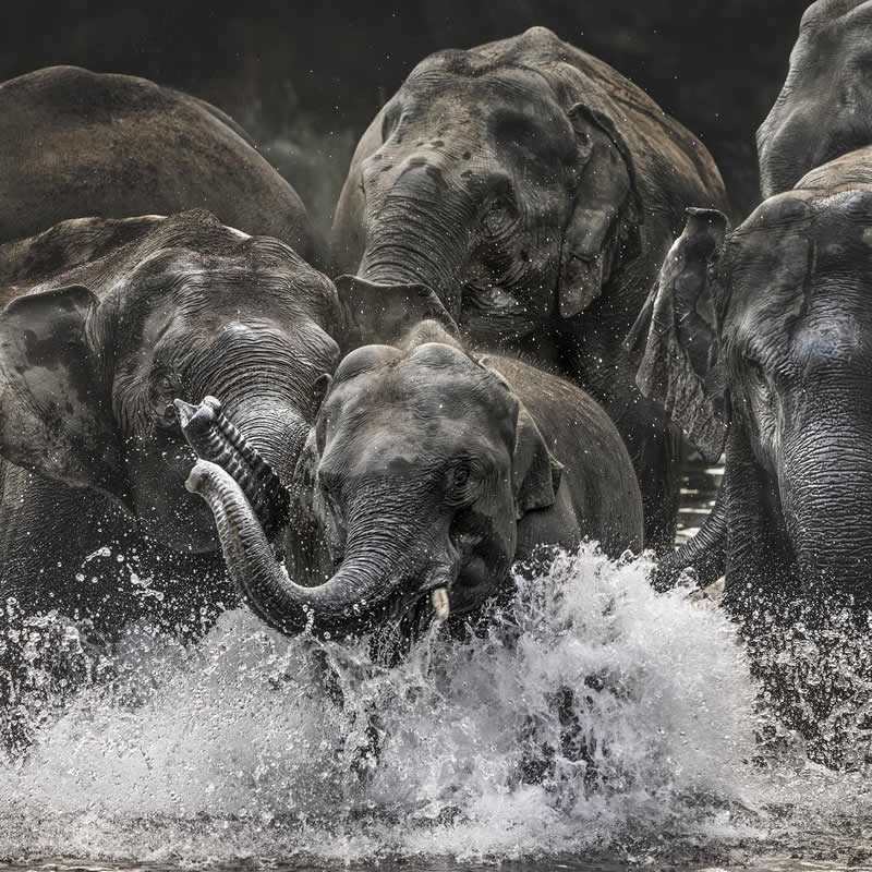 Amazing Wildlife Photography by Moni Mehaboob