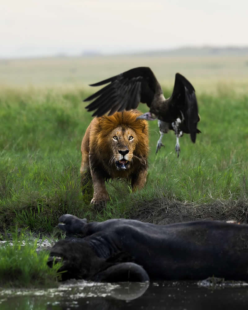 Amazing Wildlife Photography by Moni Mehaboob