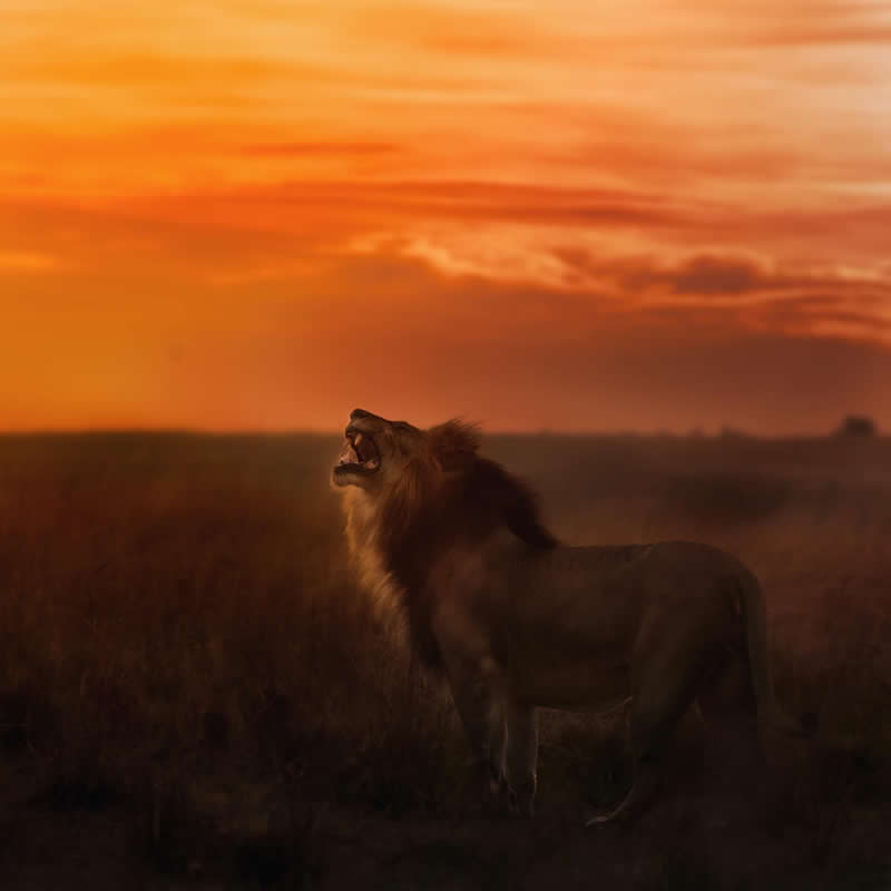 Amazing Wildlife Photography by Moni Mehaboob