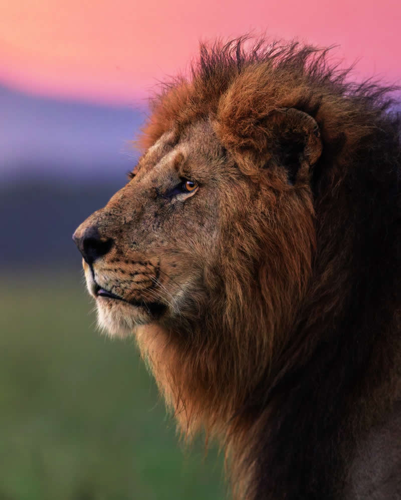 Amazing Wildlife Photography by Moni Mehaboob