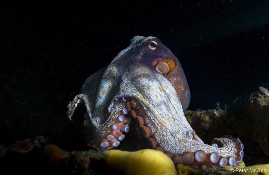 Australian Geographic Nature Photographer of the Year 2025 Winners
