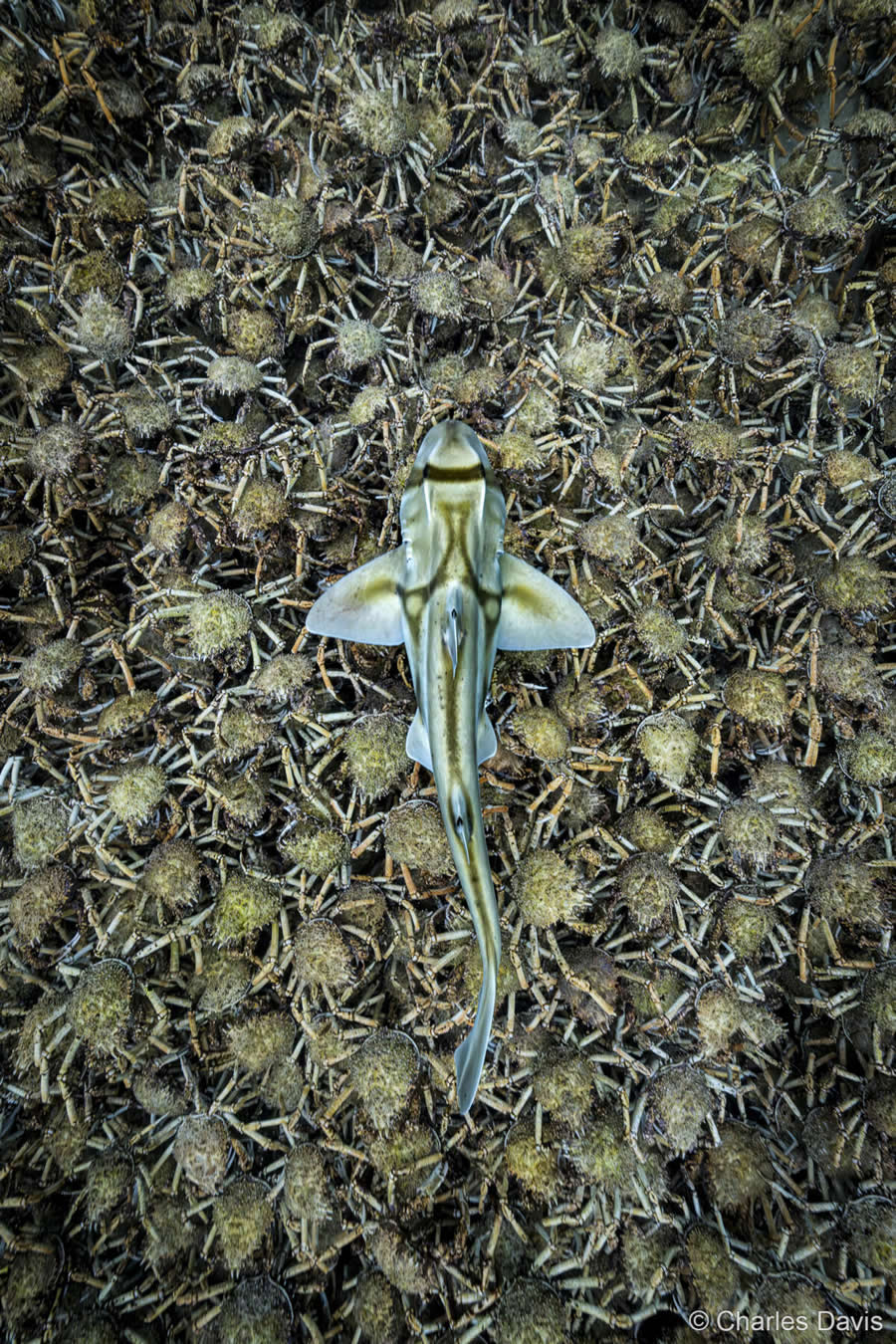 Australian Geographic Nature Photographer of the Year 2025 Winners